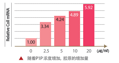 随着P1P 浓度增加，胶原的增加量