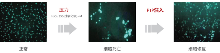 正常 > 细胞凋亡 > 细胞修复