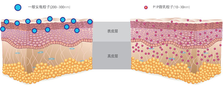 熊果苷穿透30倍/3-0-乙基抗坏血酸穿透20倍/EGF穿透1,000倍